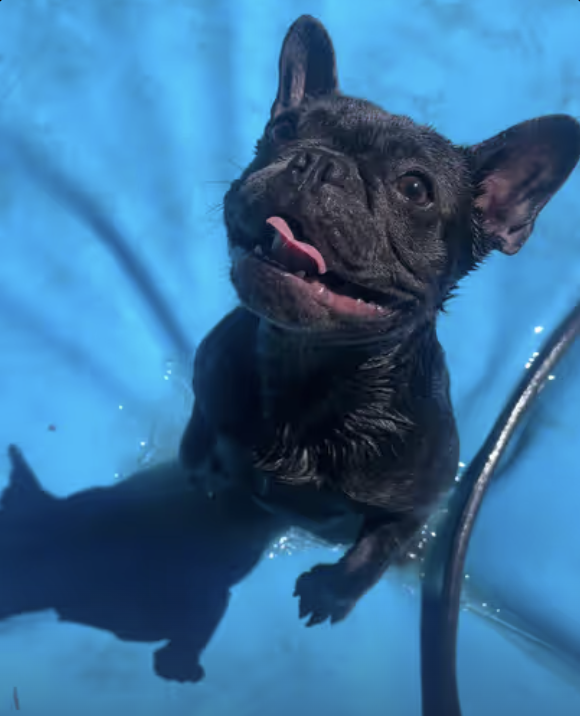 Frenchie Summer Fun !